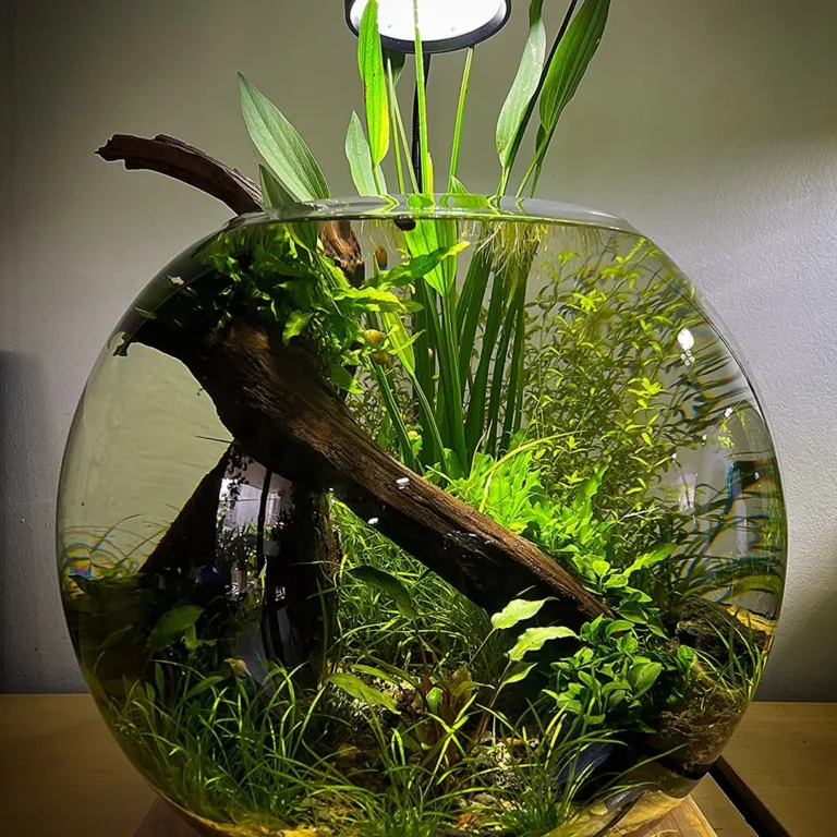 17 Shrimp Tank Ideas for Beginners and Enthusiasts